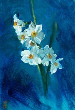 42. Lawrence Costa (Narcissi) 1